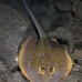 ray_bluespotted_lw_tam_v_0128_bal3723.jpg